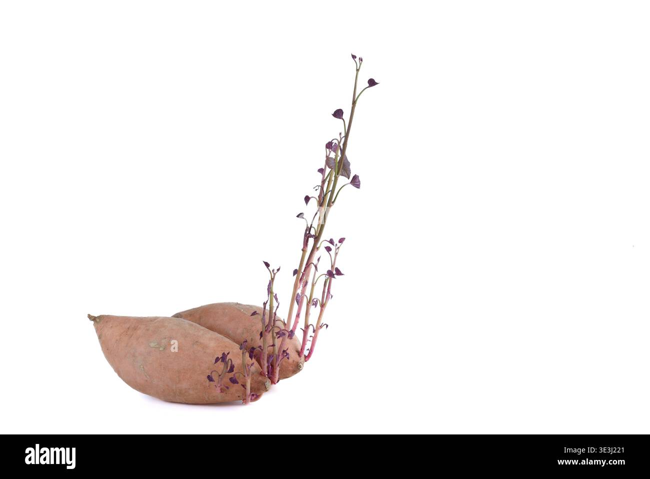 Eine rohe Süßkartoffel mit langen, dünnen, aufrechten Stängeln, aus denen Blätter hervorgehen. Stockfoto