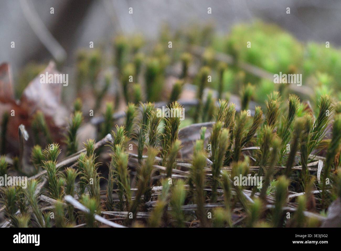 Nahaufnahme Grüne Flechte Stockfoto
