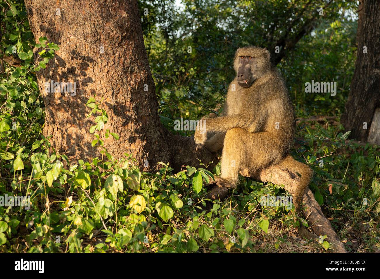 Chacma Pavian, Zambezi Drive, Victoria Falls, Simbabwe Stockfoto