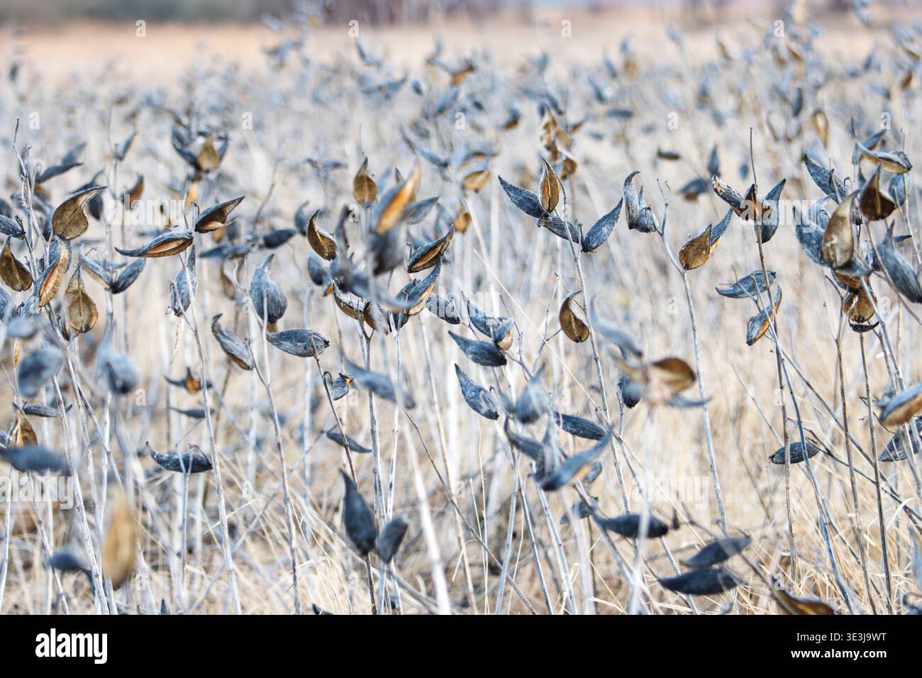 Getrocknete Gemeine Milkweed Samenkapseln im Winterfeld Stockfoto