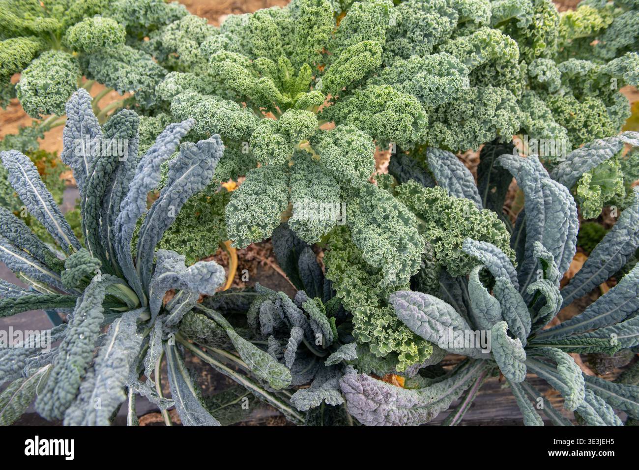 Gesunde Grünkohl-Pflanzen, darunter lockige Grünkohl- und Lakinato-Sorten, wachsen in einem Bio-Gartenbeet mit strukturierten Blättern, Morgentau und reichem Boden Stockfoto