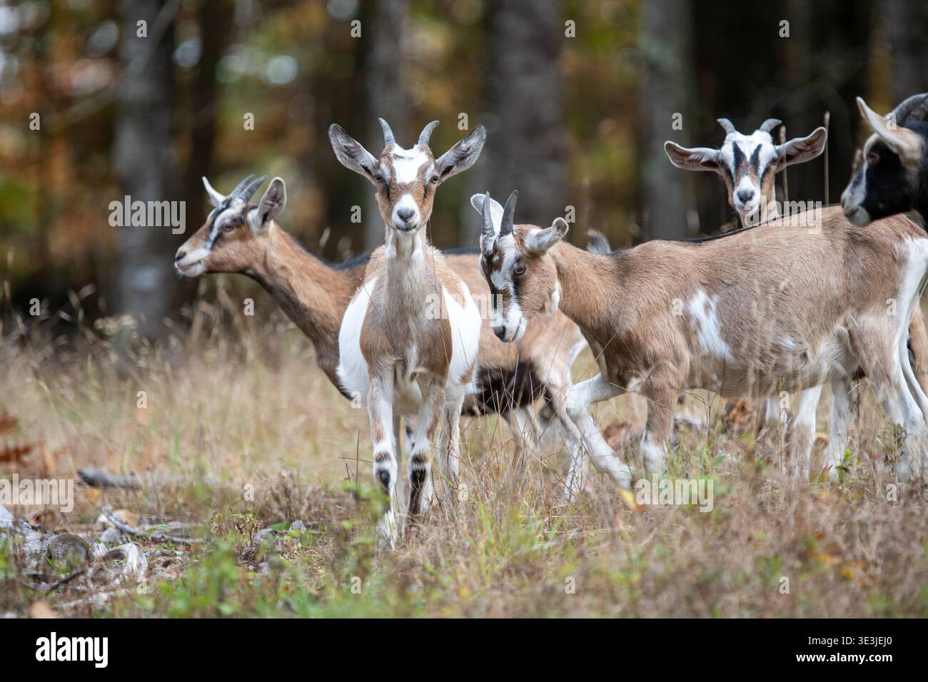 Eine kleine Herde brauner und weißer Ziegen grast und erkundet eine trockene Herbstwiesen neben einem Wald, die ein kurioses natürliches Verhalten und ein pastorales Bauernleben zeigt Stockfoto