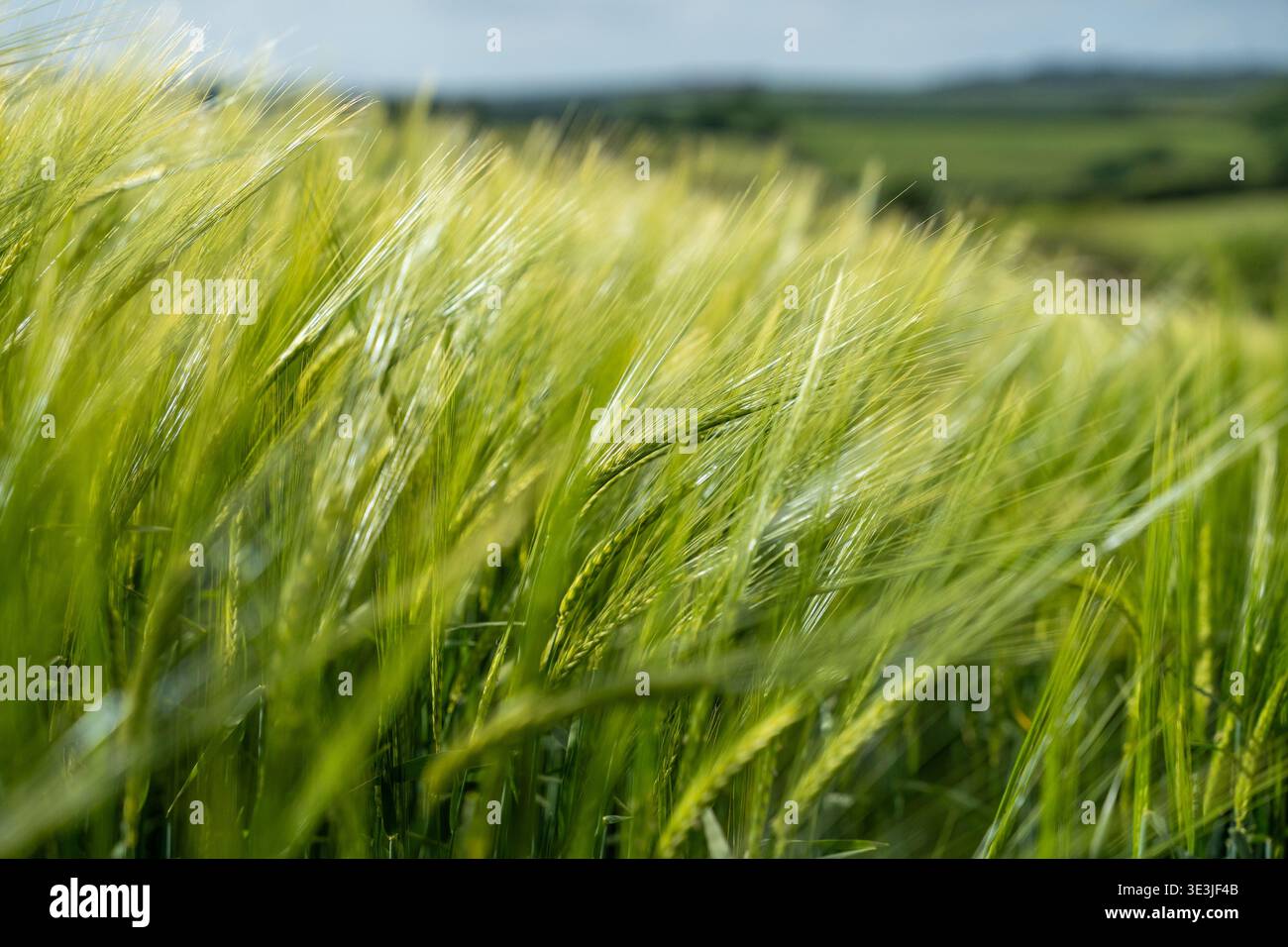 Der Blick auf ein Feld aus grüner Gerste schimmert unter der sanften englischen Sonne, mit sanften Hügeln in der Ferne, die eine ruhige Pastoralszene schaffen, England, UNO Stockfoto
