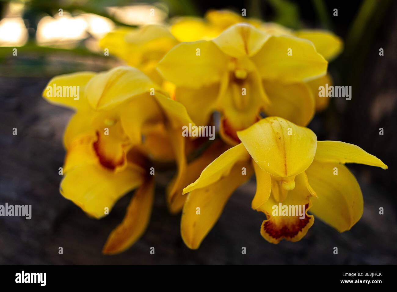 Gelbe Cymbidium-Orchideen oder Boot-Orchideen in einem schattigen Garten Stockfoto