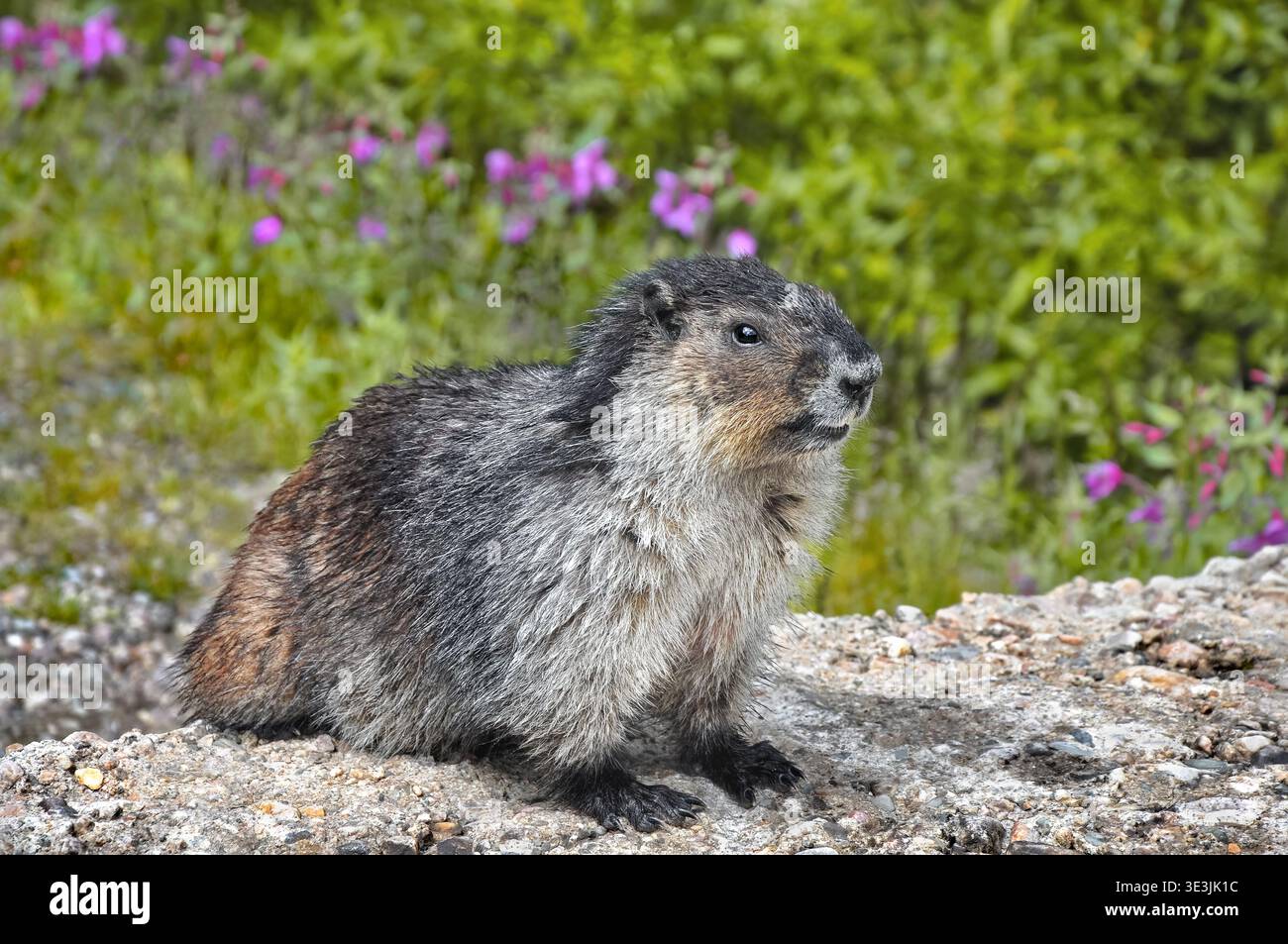 Nahaufnahme eines neugierigen Murmeltieres (Marmota caligata), das für die Kamera posiert, horizontal Stockfoto
