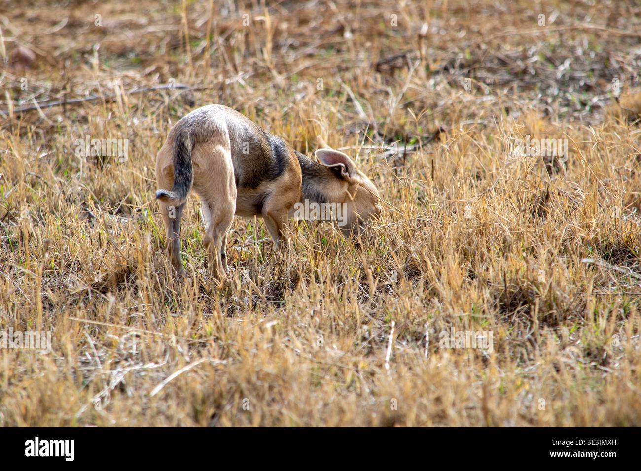 Kleiner Mischhund mit hellbraunem Fell, der draußen am Boden schnüffelt. Natürliches Verhalten von Haustieren mit Neugier, Erkundung und Tierinstinkt Stockfoto