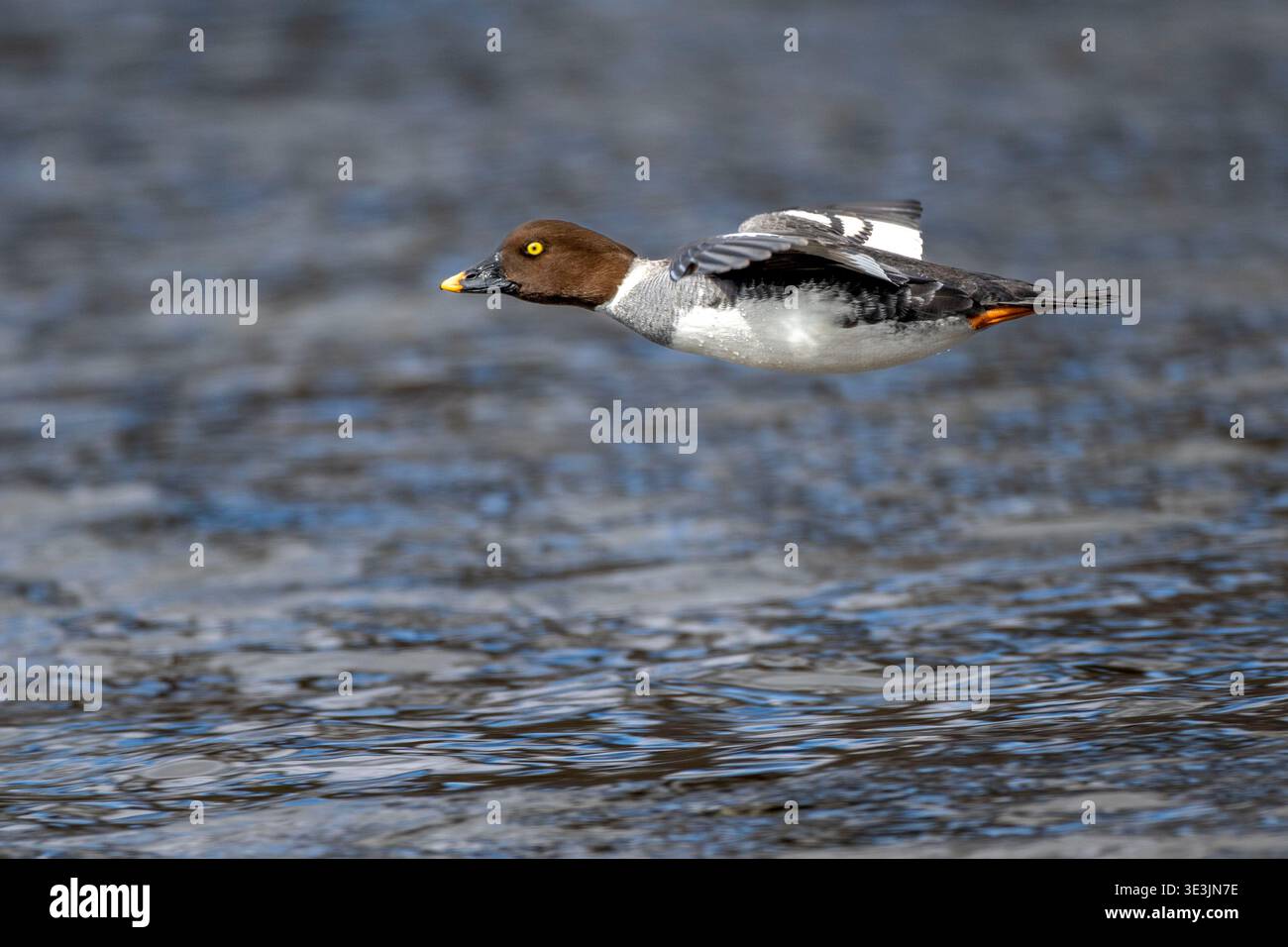 Ein weibliches goldeneye fliegt über den Ottawa River. Stockfoto