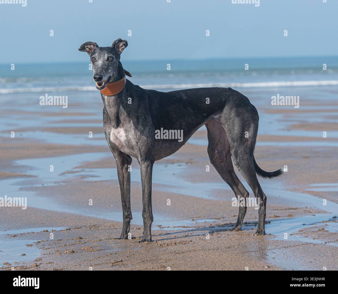 windhund-Hund, der am Strand steht Stockfoto