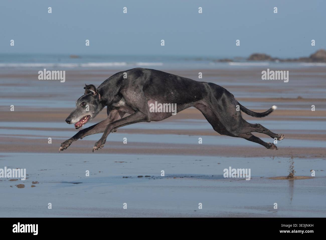 greyhound am Strand, der schnell läuft Stockfoto