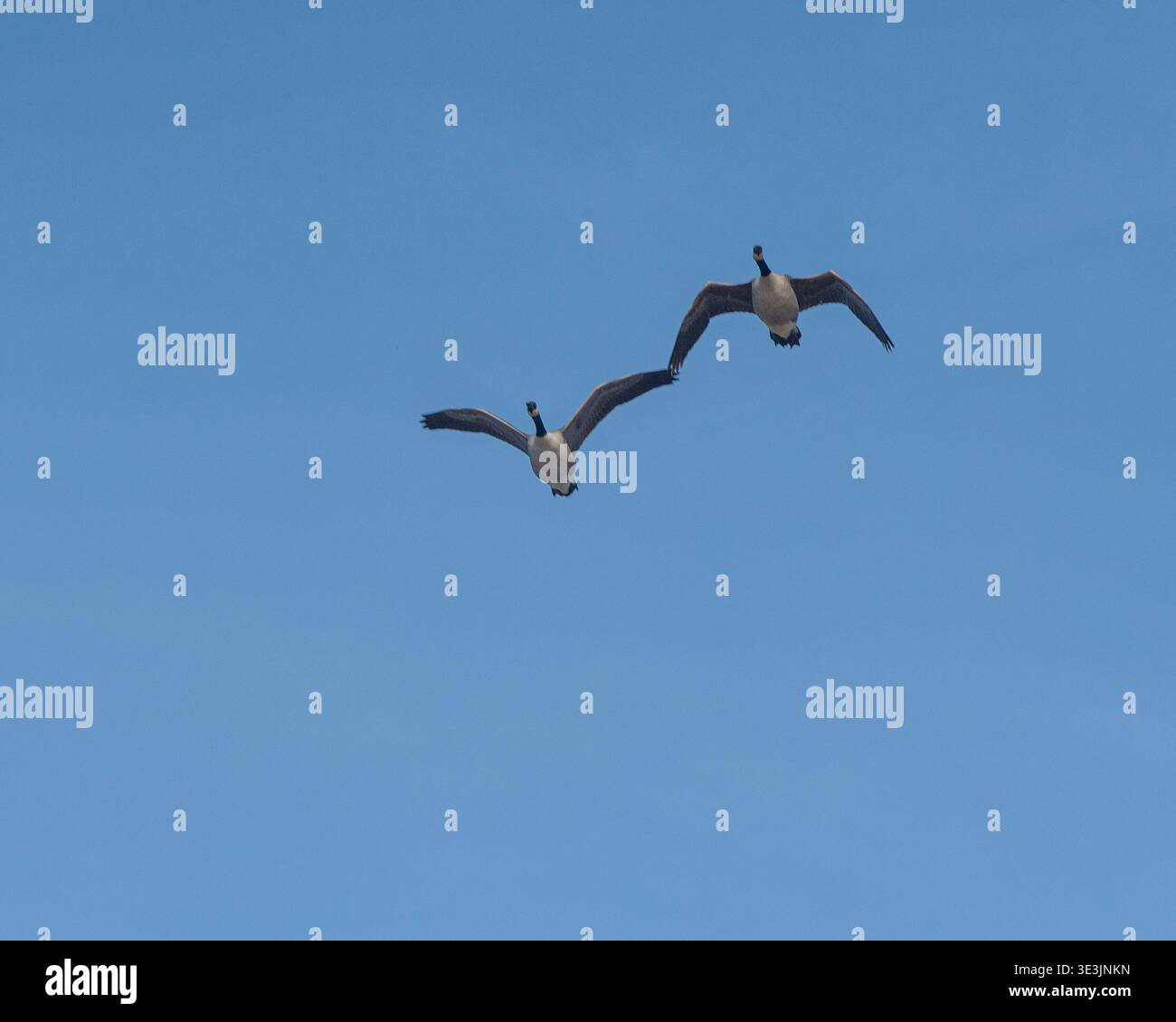 Kanadische Gänse im Flug mit blauem Himmel Stockfoto