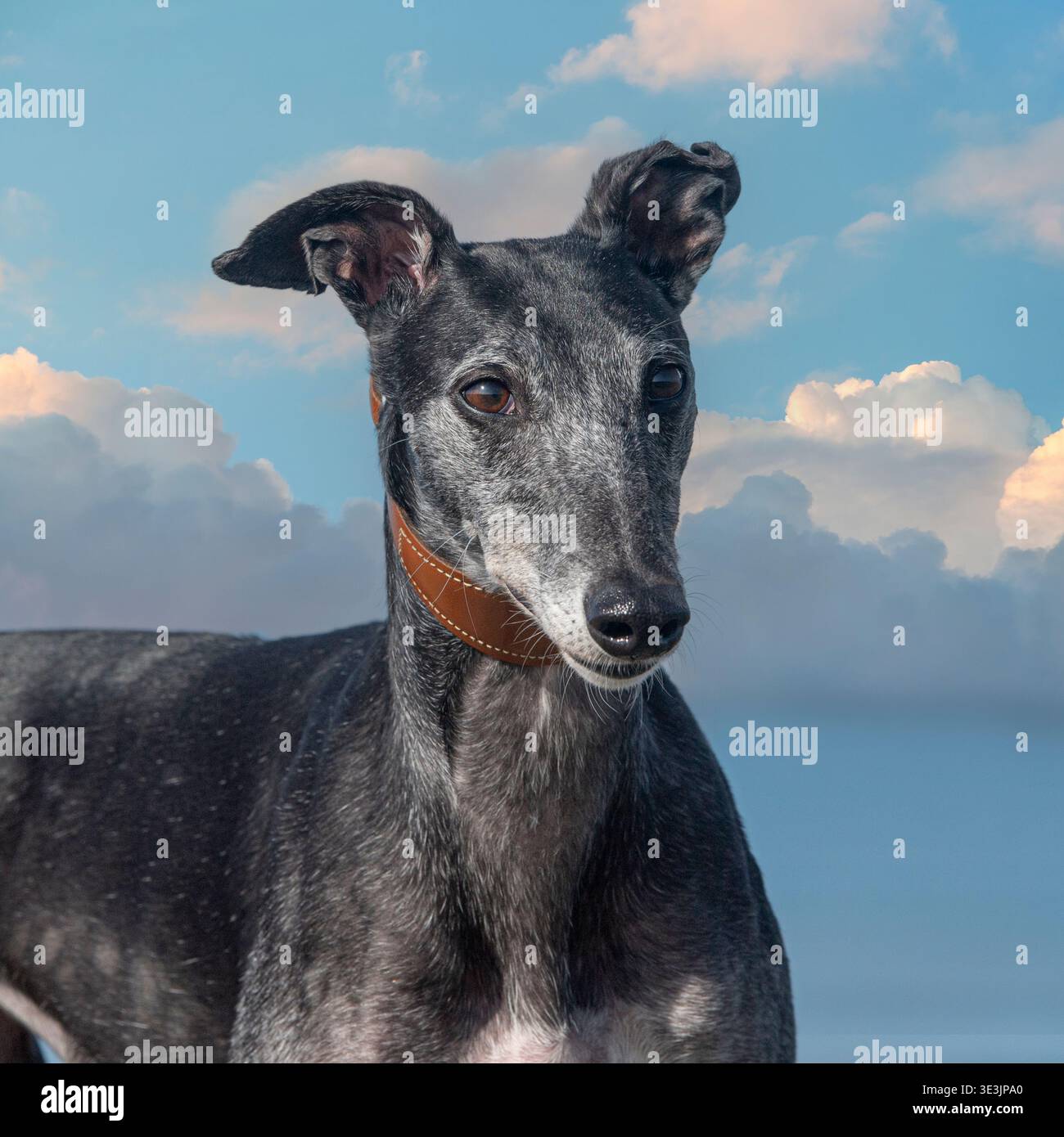 Windhund Stockfoto