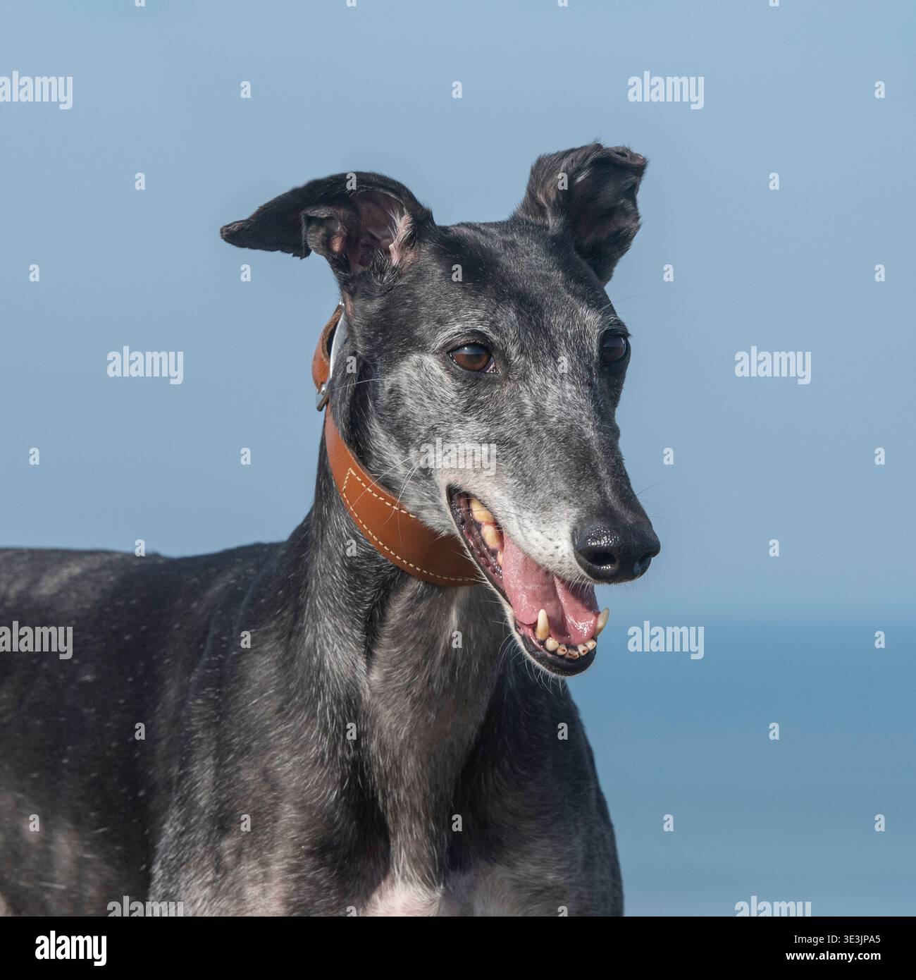 Windhund Stockfoto