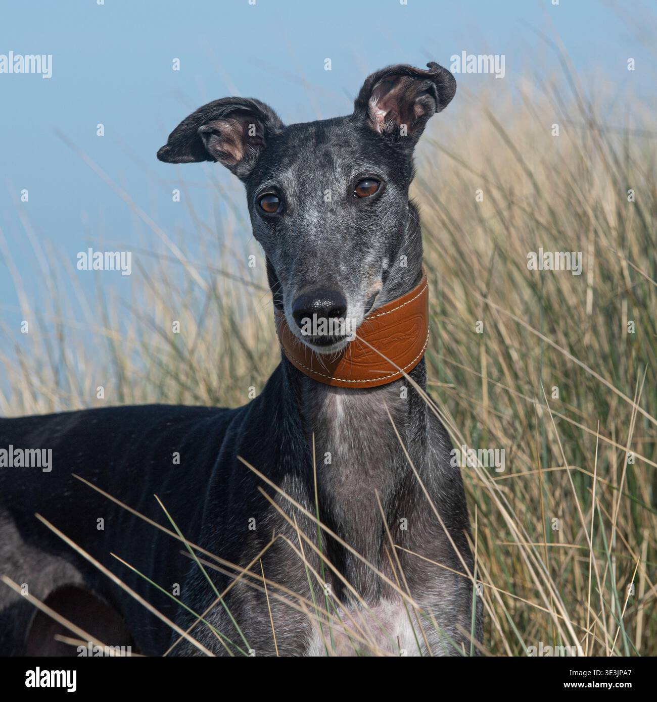 windhund im langen Gras Stockfoto