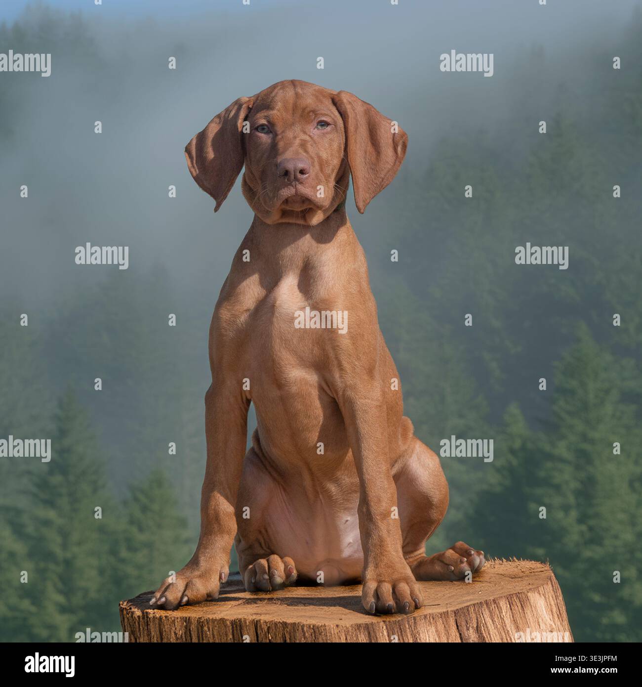 vizsla Welpe sitzt auf einem Baumstumpf im Wald Stockfoto