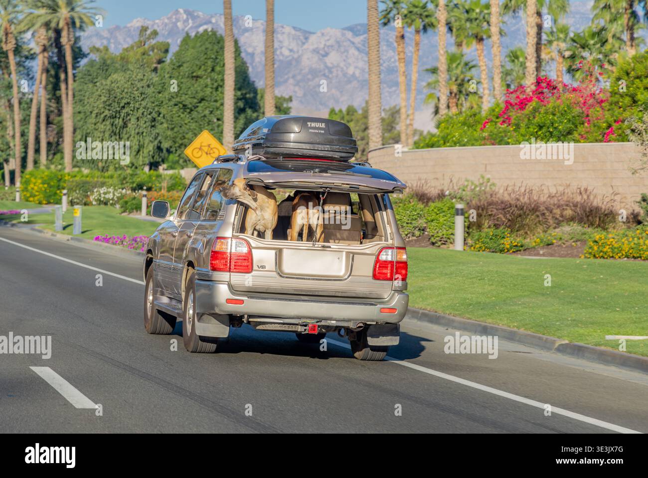 Ein Paar Mastiffs, die in Palm Springs Kalifornien auf der Rückseite eines Fahrzeugs fahren Stockfoto