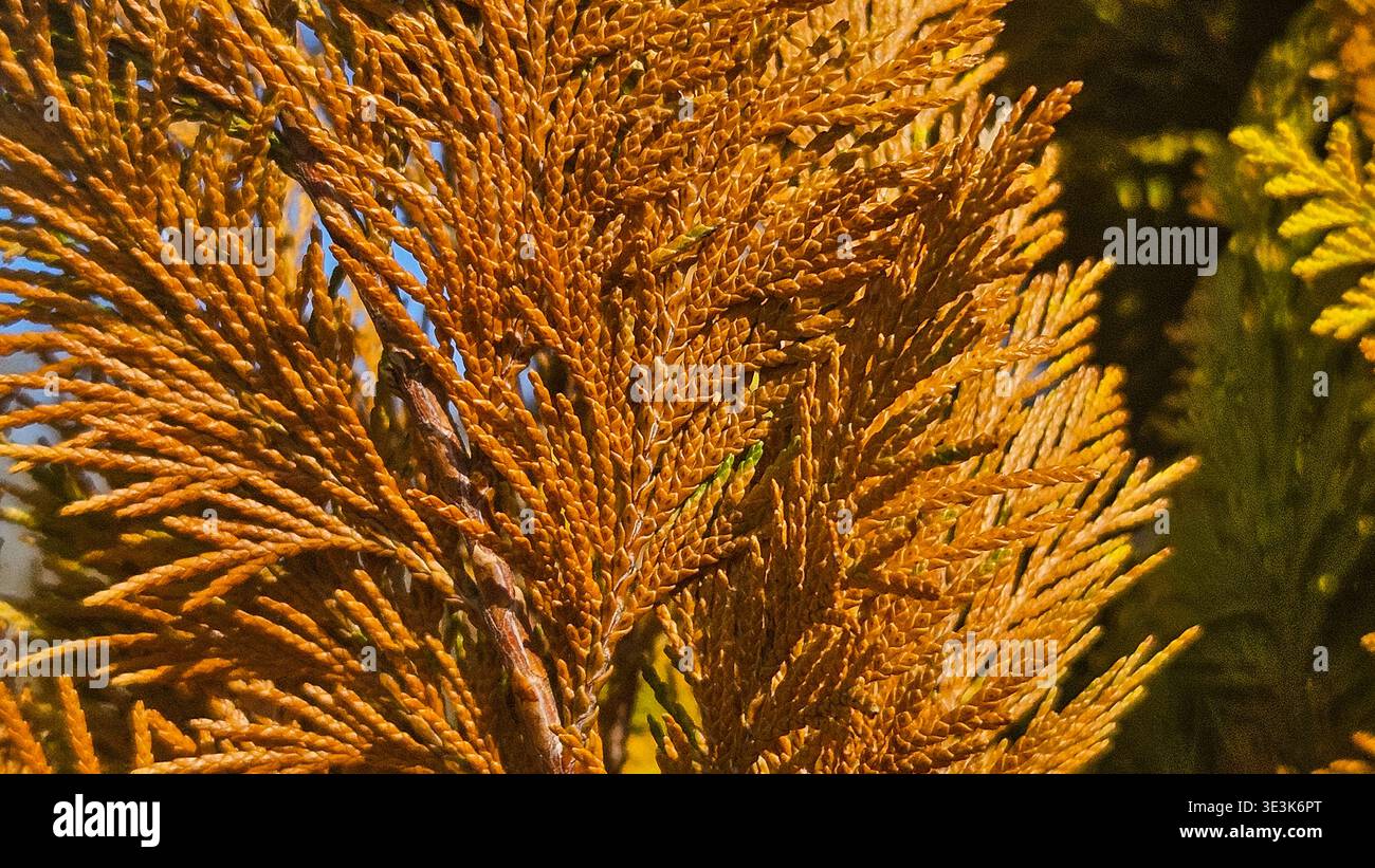 Trockene braune Thuja arborvitae Zweige nah oben, toter Nadelbaum Laub Hintergrund - Smartphone-aufgenommenes Stockfoto