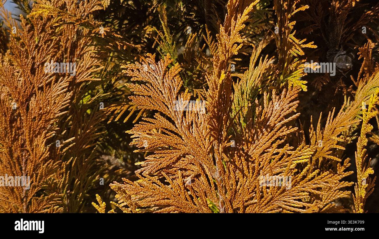 Trockene braune Thuja arborvitae Zweige nah oben, toter Nadelbaum Laub Hintergrund - Smartphone-aufgenommenes Stockfoto