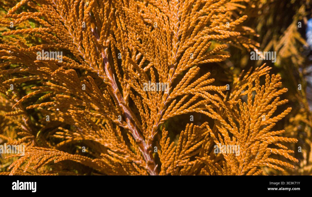 Trockene braune Thuja arborvitae Zweige nah oben, toter Nadelbaum Laub Hintergrund - Smartphone-aufgenommenes Stockfoto