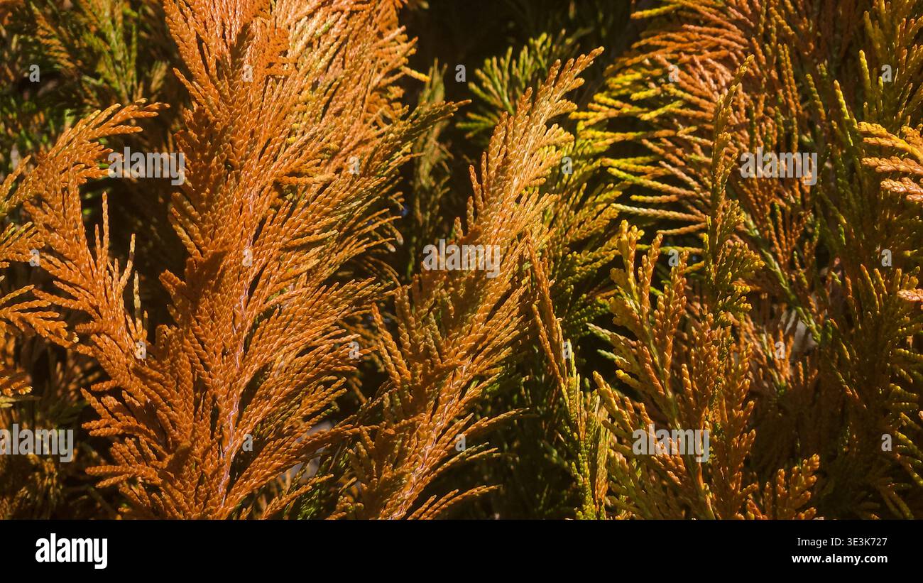 Trockene braune Thuja arborvitae Zweige nah oben, toter Nadelbaum Laub Hintergrund - Smartphone-aufgenommenes Stockfoto