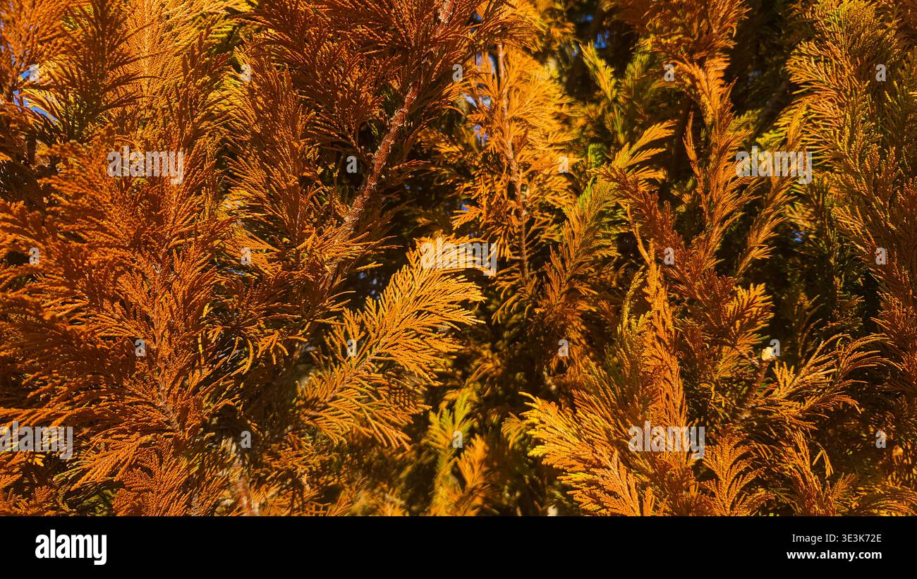 Trockene braune Thuja arborvitae Zweige nah oben, toter Nadelbaum Laub Hintergrund - Smartphone-aufgenommenes Stockfoto