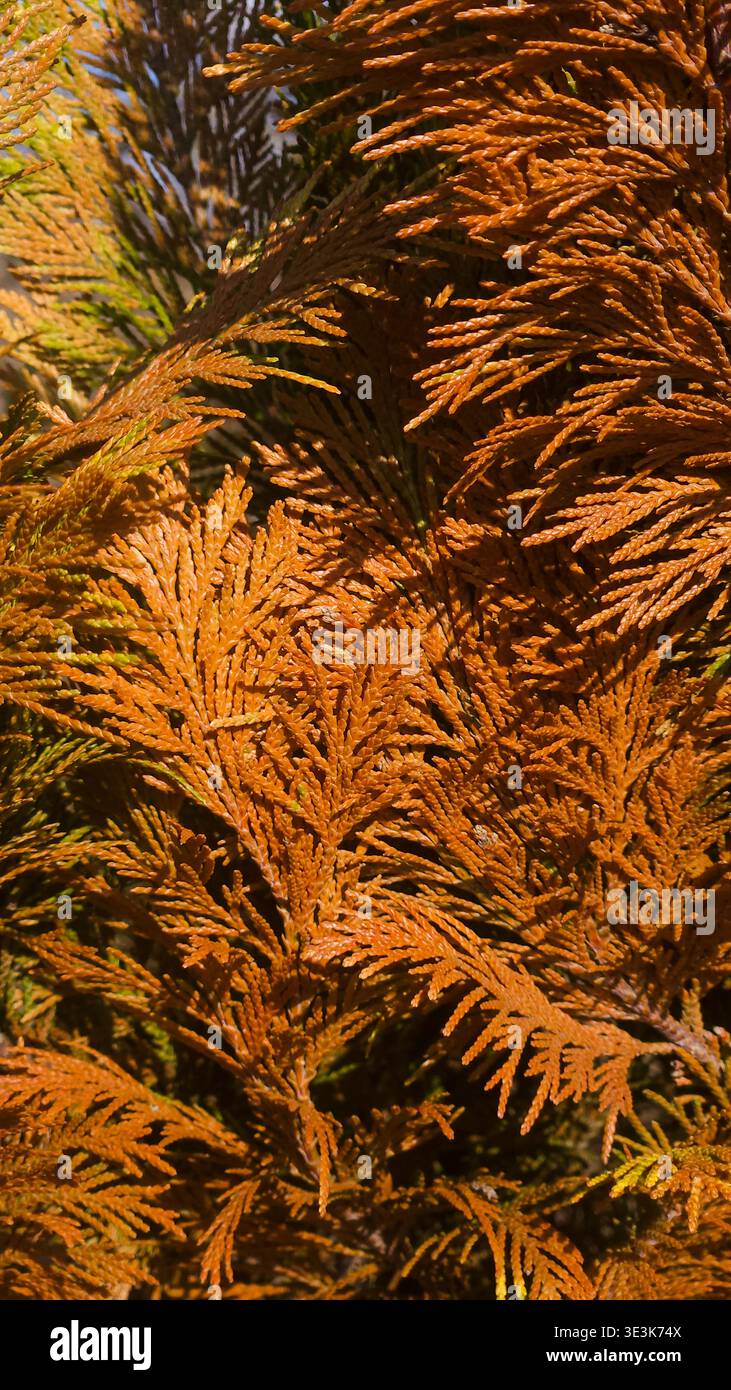 Trockene braune Thuja arborvitae Zweige nah oben, toter Nadelbaum Laub Hintergrund - Smartphone-aufgenommenes Stockfoto