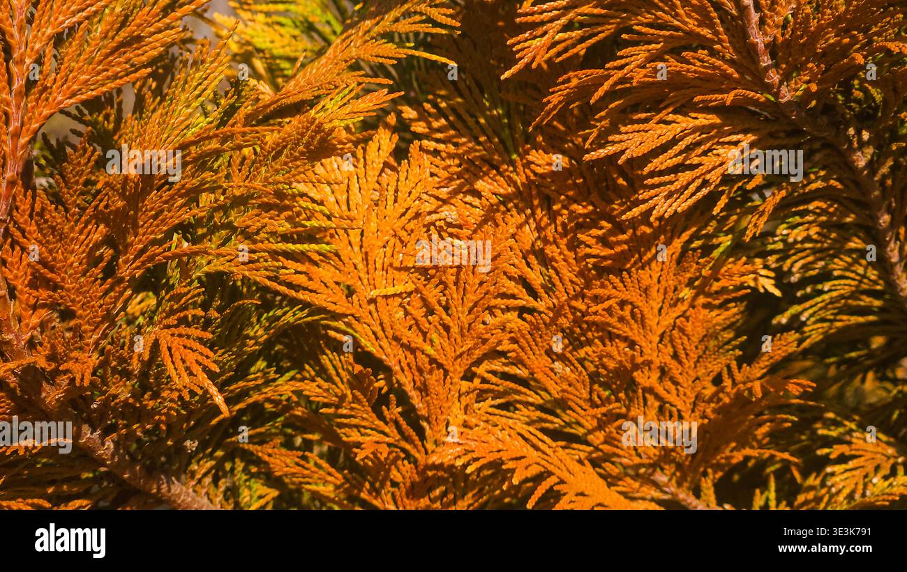 Trockene braune Thuja arborvitae Zweige nah oben, toter Nadelbaum Laub Hintergrund - Smartphone-aufgenommenes Stockfoto