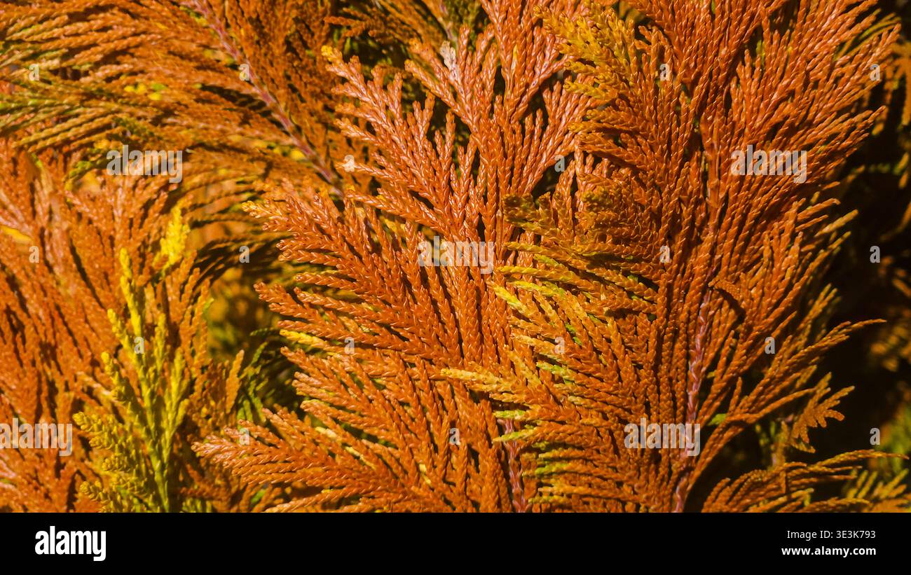 thuja occidentalis smaragd pflanzabstand Lebensbaum Thuja occidentalis Smaragd Pflanzen-Set 17cm kaufen main image 0