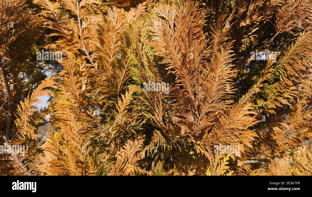 Trockene braune Thuja arborvitae Zweige nah oben, toter Nadelbaum Laub Hintergrund - Smartphone-aufgenommenes Stockfoto