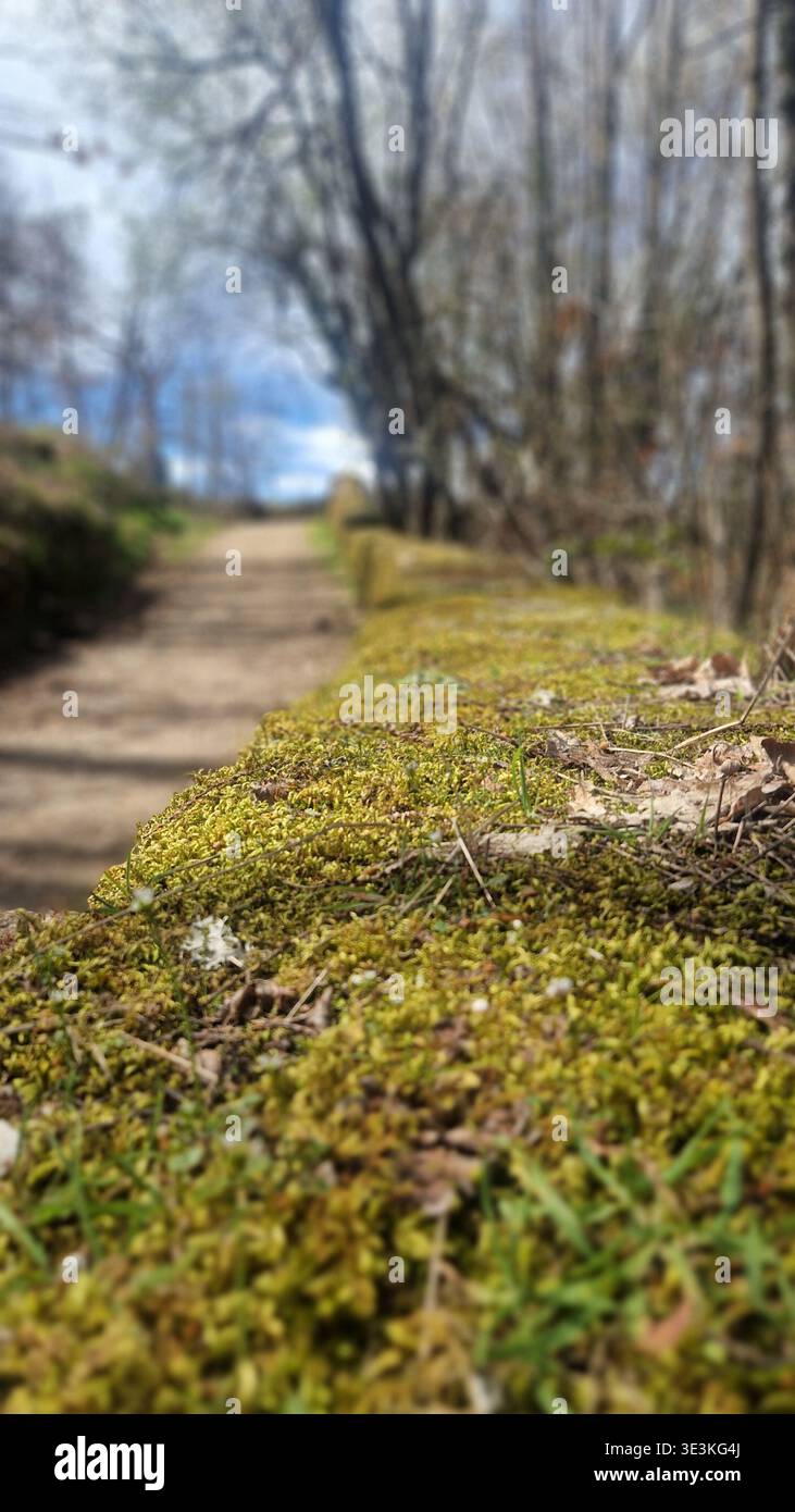 Grünes Moos bildet einen lebendigen Teppich auf Baumrinde, mit verschwommenem natürlichen Hintergrund Stockfoto