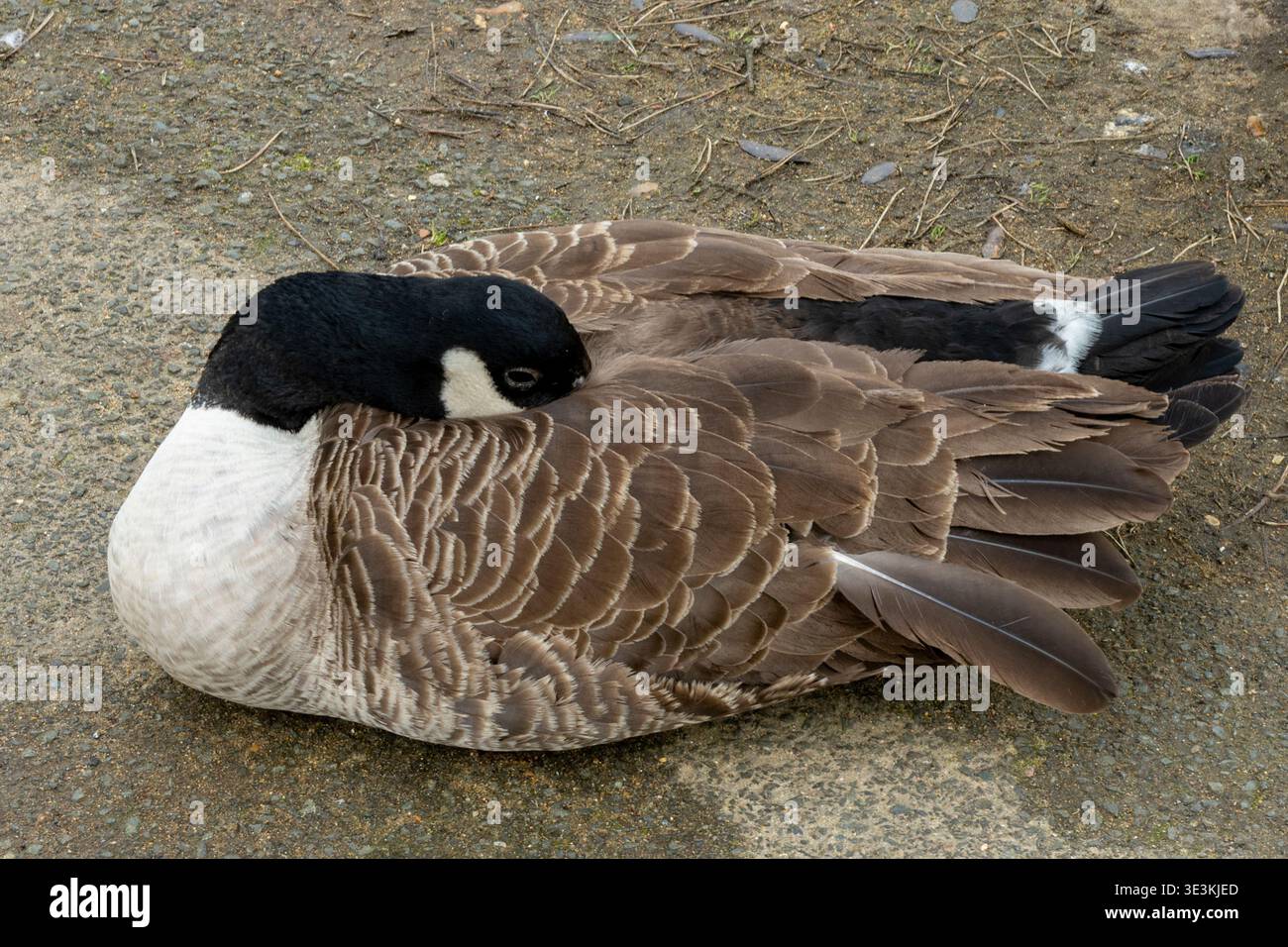 Kanadische Gans (Branta canadensis), die mit Kopf und Schnabel in Federn vergraben sind, um sie warm zu halten. Stockfoto