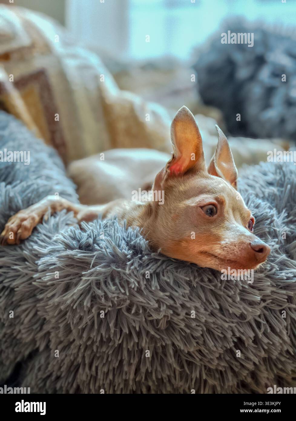 Lustiger kleiner braun-grauer Spielzeugterrier, der im Bett liegt, seitliches Profil in Nahaufnahme, entzückender Welpenausruhen, gemütlicher Tiermoment und verspieltes Hundeporträt Stockfoto