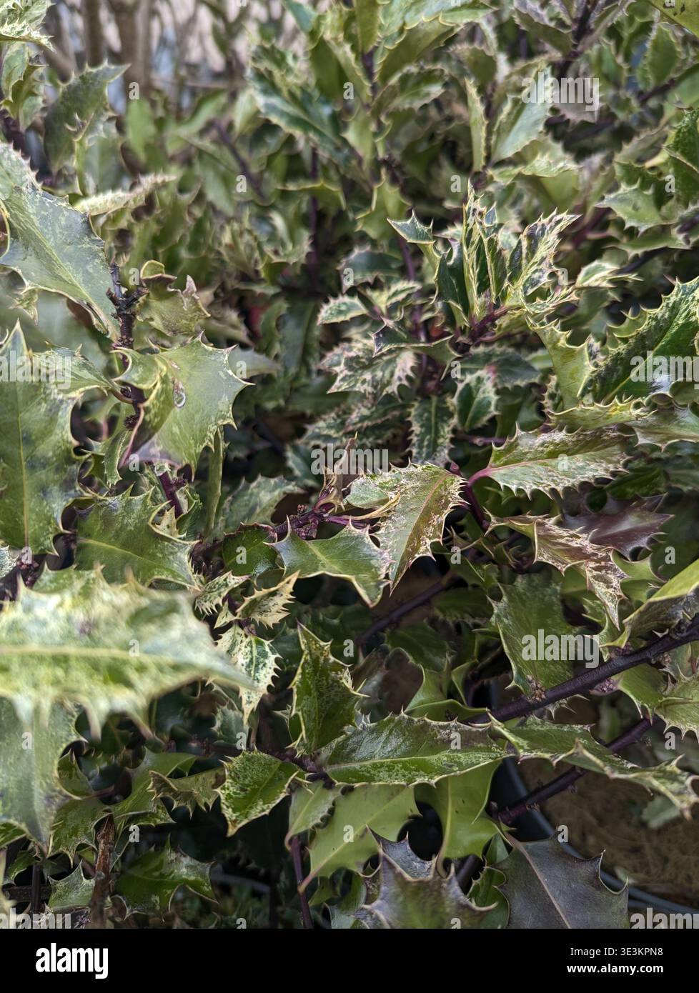 Großansicht Verschiedene Blätter Mit Komplexem Muster Und Gezackten Kanten, Hellen Rändern Und Botanischer Textur Für Eine Verfeinerte Inneneinrichtung Und Styling-Ästhetik Stockfoto