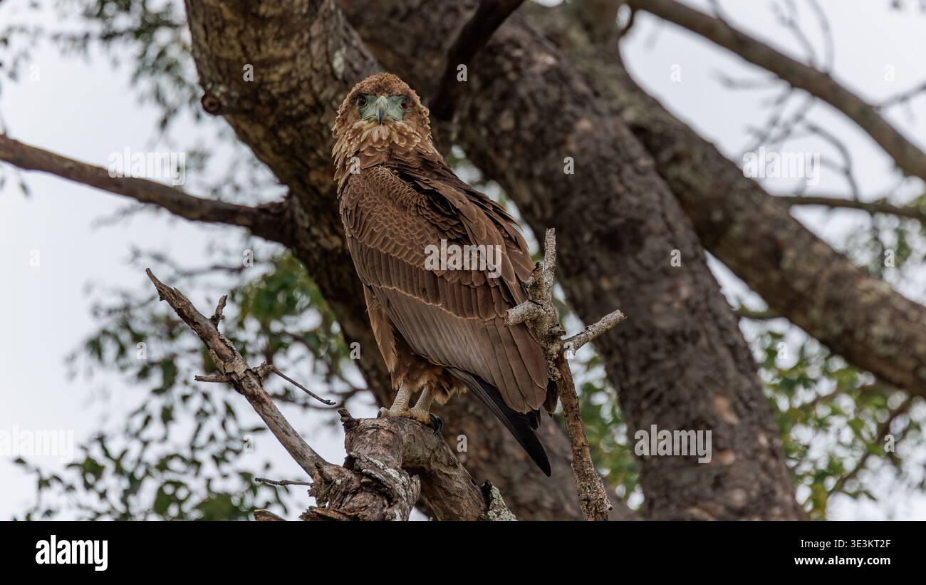 Blick auf einen majestätischen Waldadler, der auf einem Zweig thront und sein scharfer Blick durch die Linse inmitten des dichten Laubs, Kruger Park, Mpumalanga, Südafrika. Stockfoto