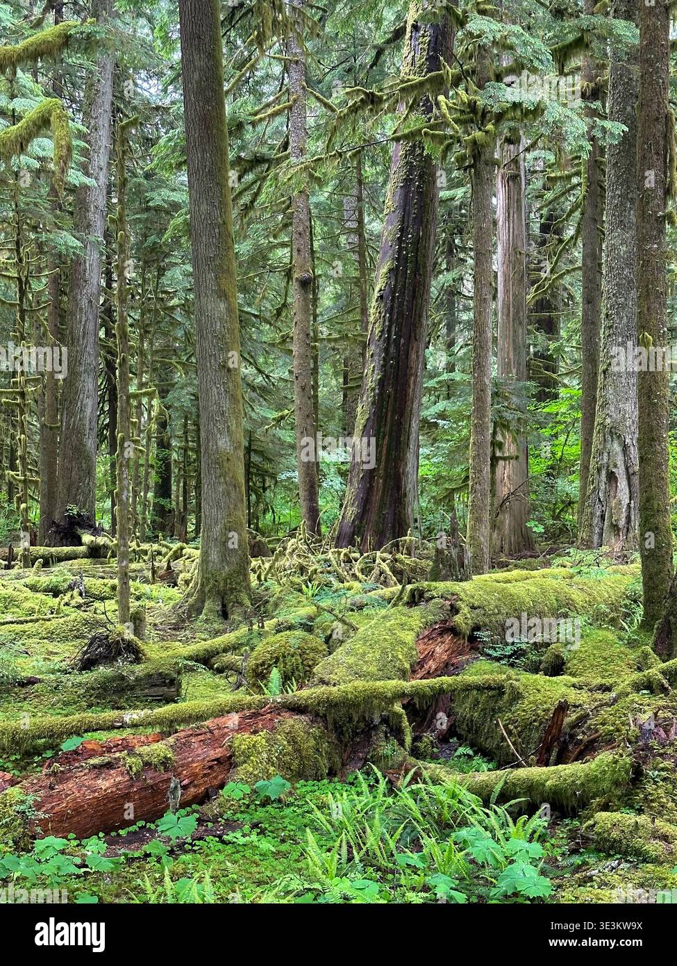 Stimmungsvoller grüner Regenwald im Bundesstaat Washington mit moosbedeckten Bäumen, Kiefernwäldern und üppiger Wildnis im Pazifischen Nordwesten. - Smartphone-aufgenommenes Stockfoto