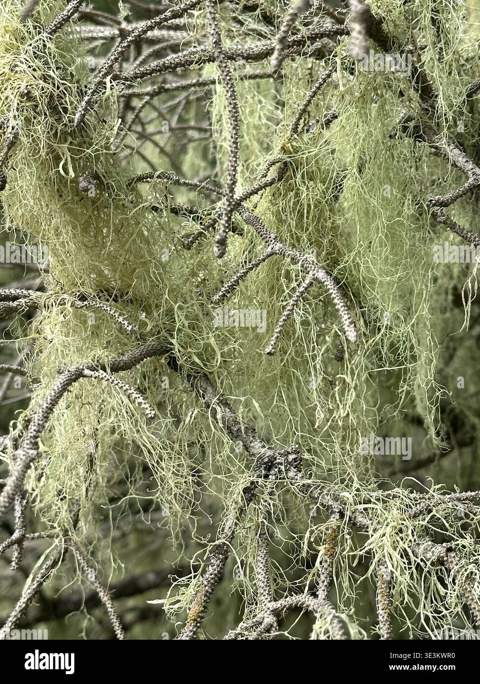 Waldwanderweg in Oregon mit Blick auf Pflanzen und üppige Vegetation entlang des Pfades, der die reiche natürliche Schönheit des Pazifischen Nordens einfängt - Smartphone-aufgenommenes Stockfoto