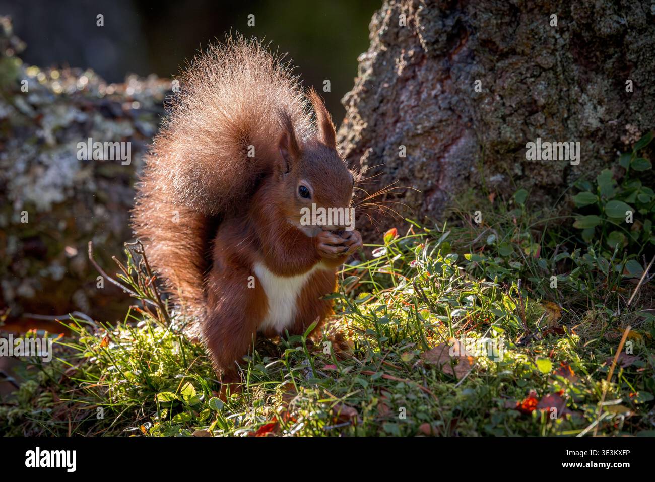 Rothörnchen, das am Fuß einer Kiefer fresst. Hintergrundbeleuchtet mit unscharfen Bokeh-Lichtern im Hintergrund. Kiefernwald in Perth Stockfoto