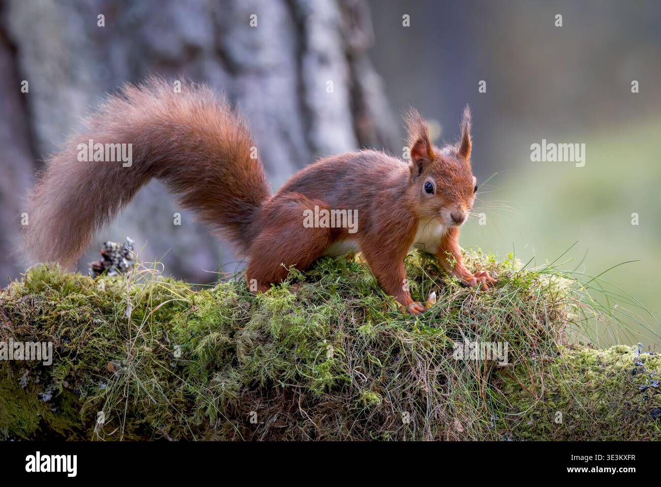 Das rote Eichhörnchen am Fuße einer Kiefer. Pinienwald in Perthshire, Schottland, Großbritannien Stockfoto