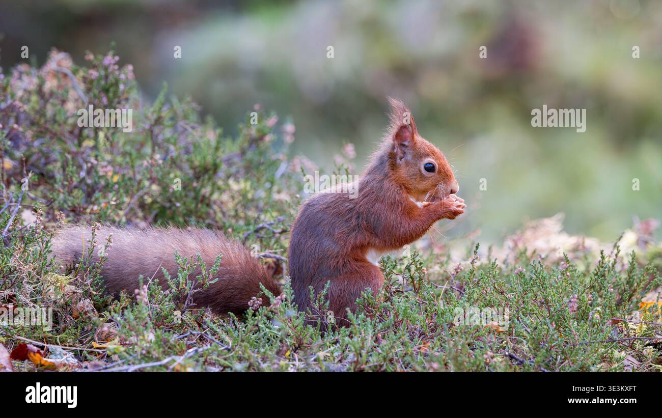 Red Eichhörnchen [ Sciurus vulgaris ] amongt Heather Pine Forest in Perthshire, Schottland, Großbritannien Stockfoto