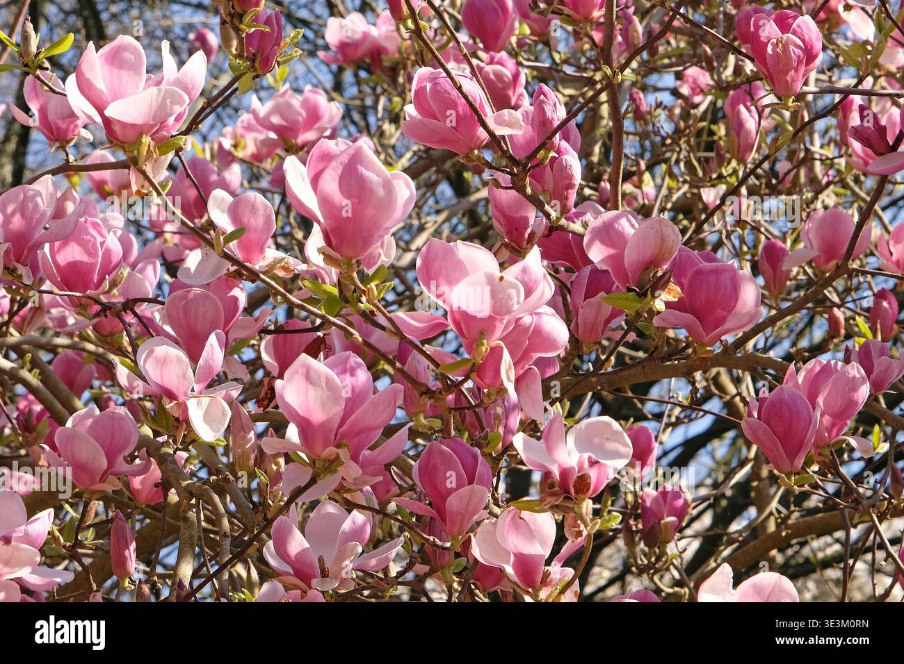 Blassrosa Unterteller Magnolia campbellii „Blumhard“, soulangeana „Picture“-Serie, in Blüte. Stockfoto