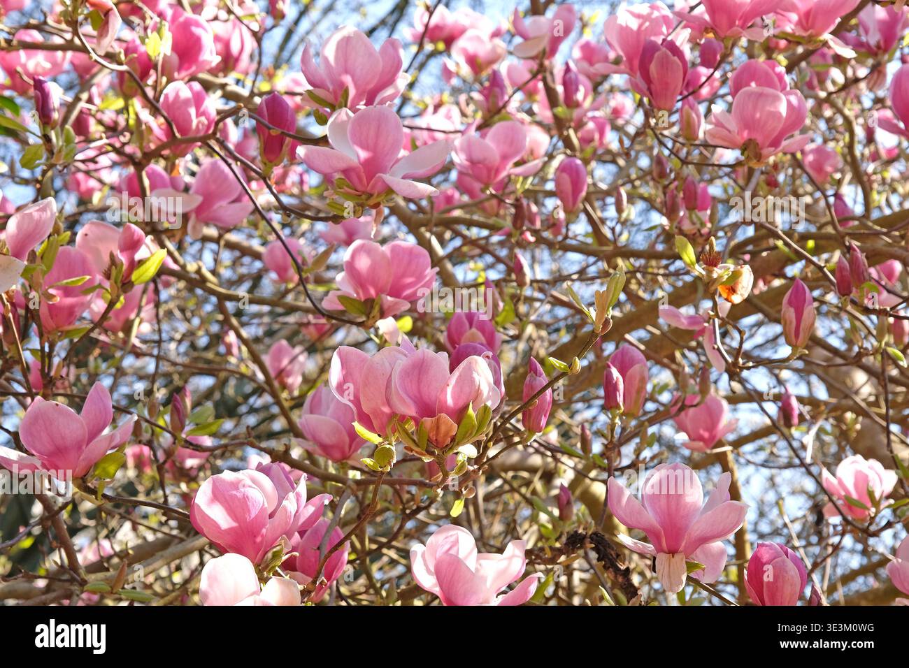 Blassrosa Unterteller Magnolia campbellii „Blumhard“, soulangeana „Picture“-Serie, in Blüte. Stockfoto