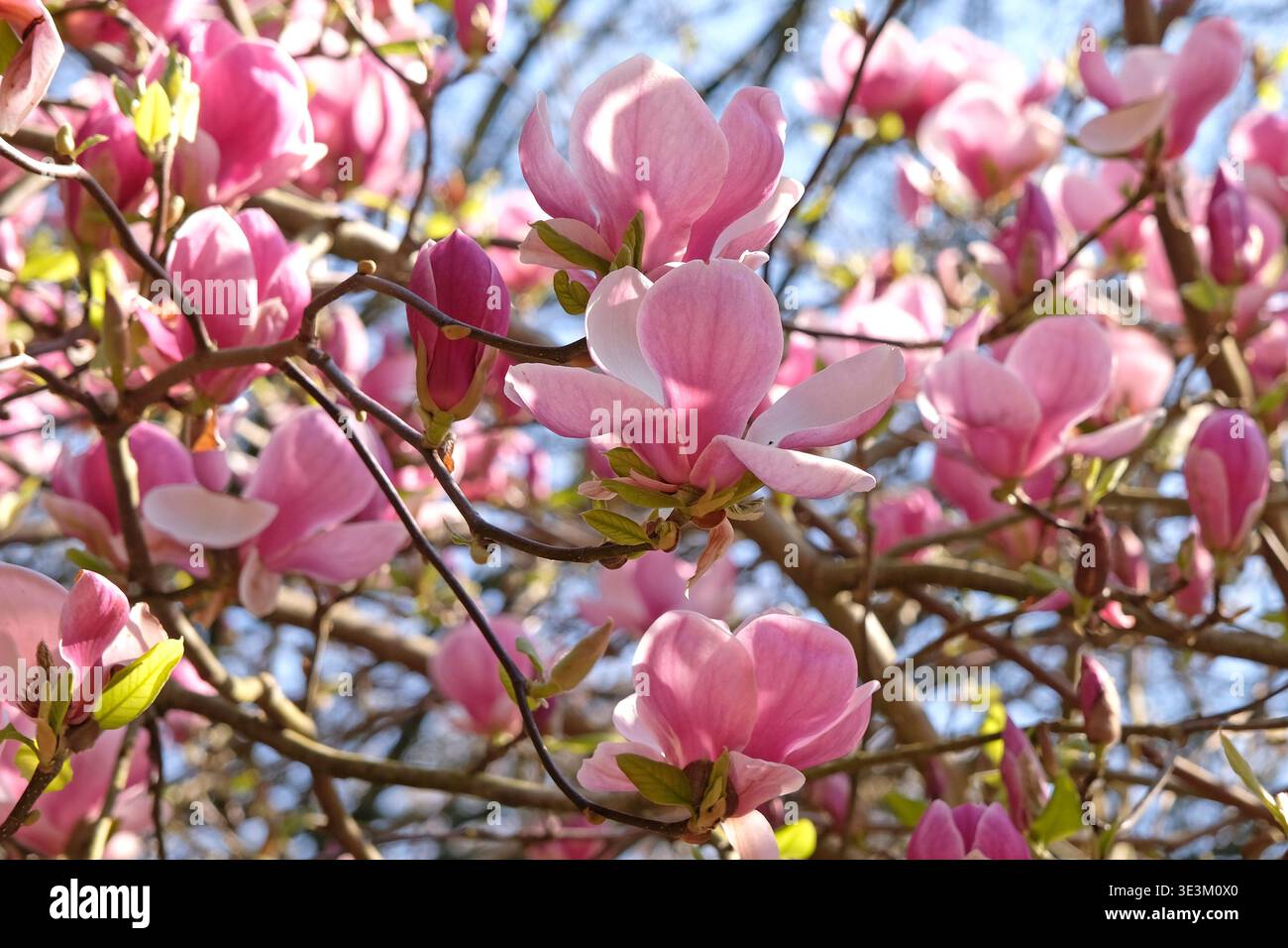 Blassrosa Unterteller Magnolia campbellii „Blumhard“, soulangeana „Picture“-Serie, in Blüte. Stockfoto