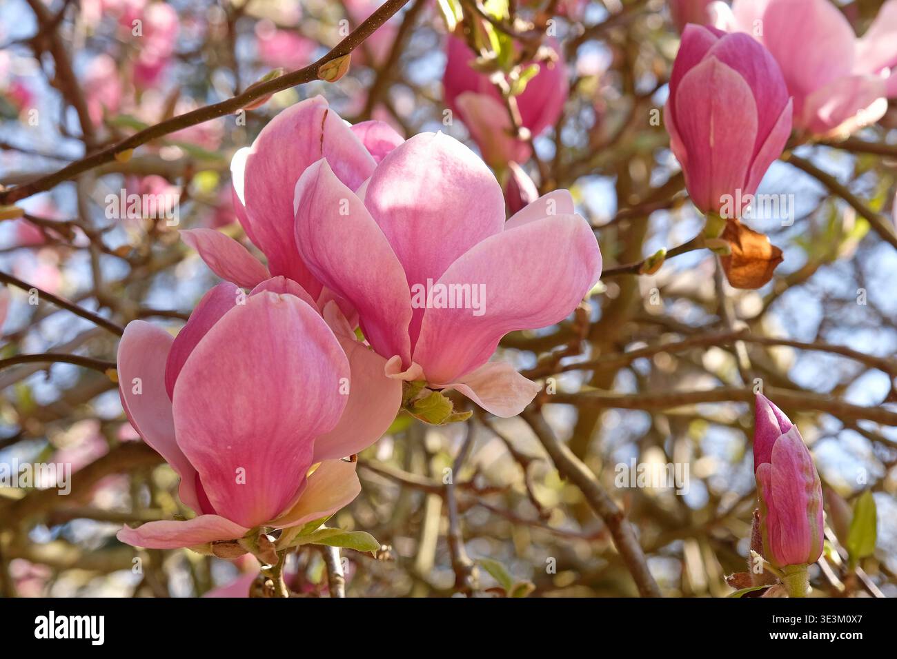 Blassrosa Unterteller Magnolia campbellii „Blumhard“, soulangeana „Picture“-Serie, in Blüte. Stockfoto