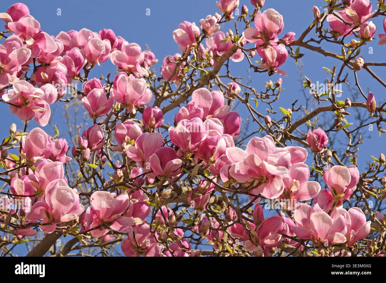 Blassrosa Unterteller Magnolia campbellii „Blumhard“, soulangeana „Picture“-Serie, in Blüte. Stockfoto