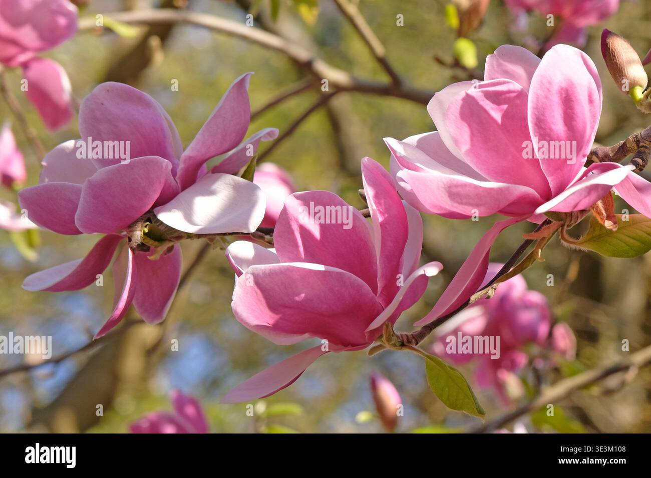 Blassrosa Unterteller Magnolia campbellii „Blumhard“, soulangeana „Picture“-Serie, in Blüte. Stockfoto