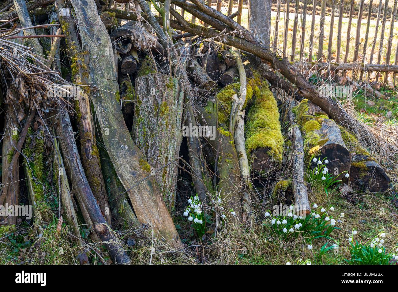 Alter Holzhaufen bedeckt mit Moosflechten und Sphagnum mit blühenden Schneeflocken darunter, natürlicher Zyklus des Verfalls und der Erneuerung, Biodiversität und ökologisch Stockfoto