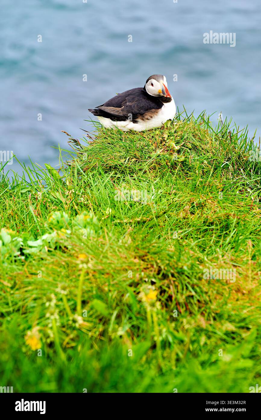 Ein Papageientaucher sitzt auf grünem Gras in der Nähe des Ozeans bei Borgarfjordur Eystri, Island. Er beobachtet die Umgebung in seinem natürlichen Lebensraum. Stockfoto