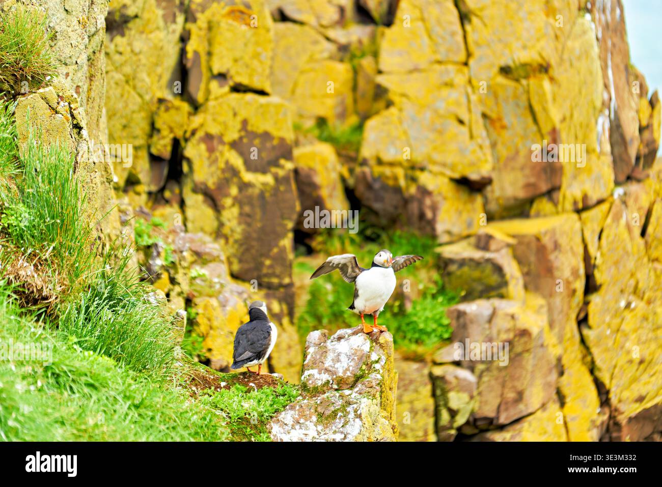 Ein Papageientaucher steht auf einem Felsen in der Nähe des Ufers in Borgarfjordur Eystri. Ein weiterer Papageientaucher ist in der Nähe. Es ist ein klarer Tag an den Klippen der Küste. Stockfoto