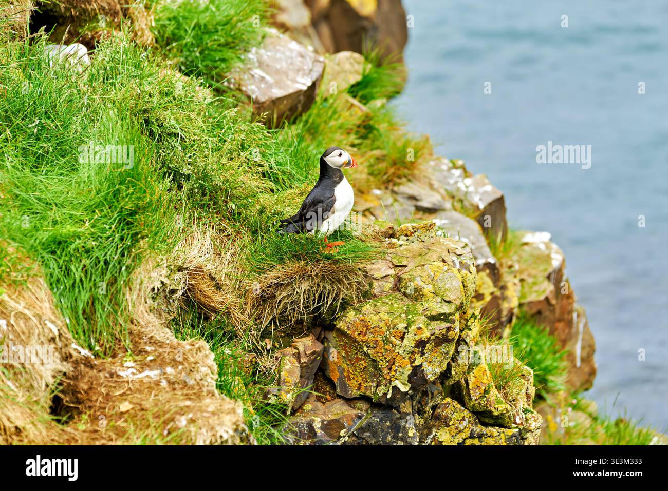 Ein Papageientaucher steht auf Felsen bei Borgarfjordur Eystri, umgeben von Gras und Blick auf das Wasser. Es ist ein sonniger Tag mit klarem Himmel. Stockfoto