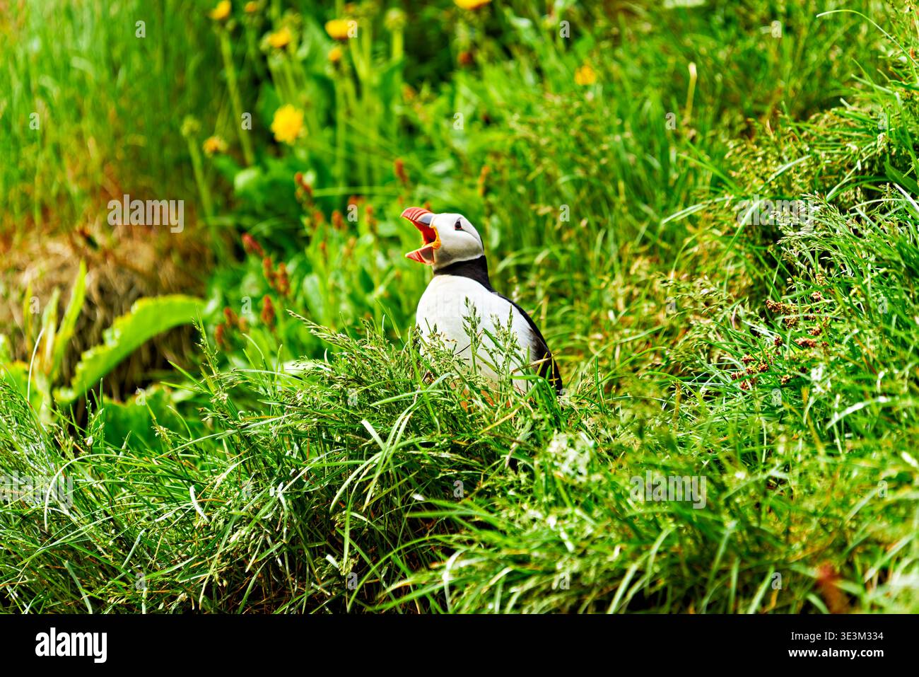 Ein Papageientaucher steht zwischen grünem Gras und Blumen in Borgarfjordur Eystri. Er ruft laut und zeigt seinen hellen Schnabel. Stockfoto