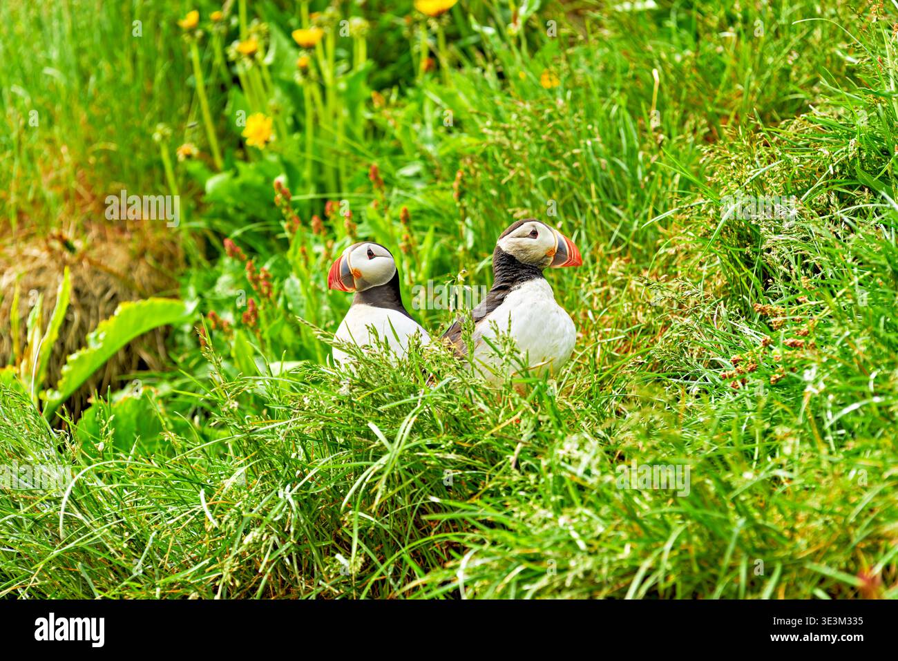 Zwei Papageientaucher ruhen auf grünem Gras in Borgarfjordur Eystri, Island, umgeben von Blumen und Pflanzen in einer Sommerkulisse. Stockfoto